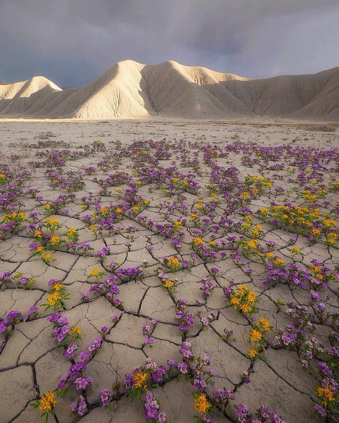 Un désert en fleurs (Utah)