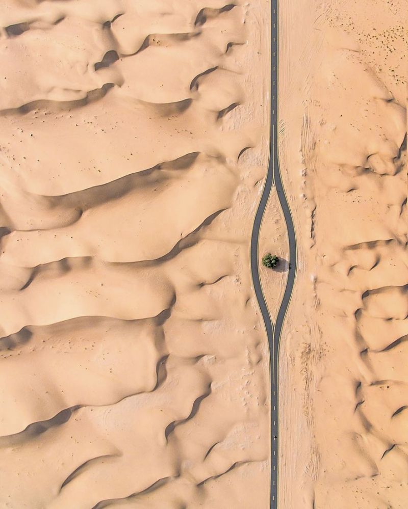 insolite  arbre desert dubai route sable
