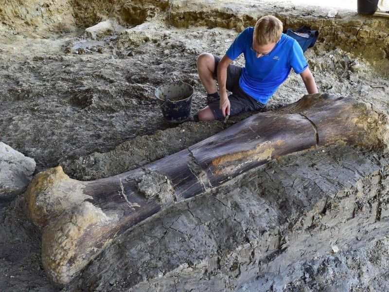insolite dinosaure femur os