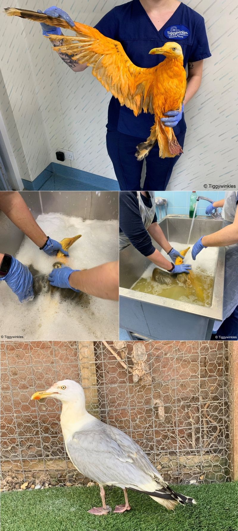 insolite angleterre curry goeland oiseau orange