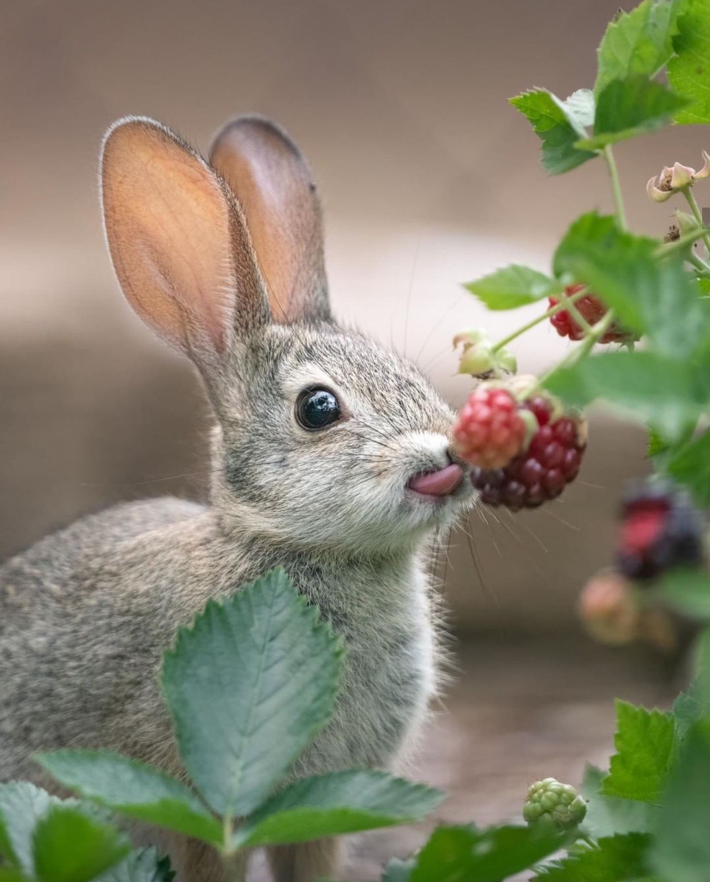 Un lapin mange une mûre