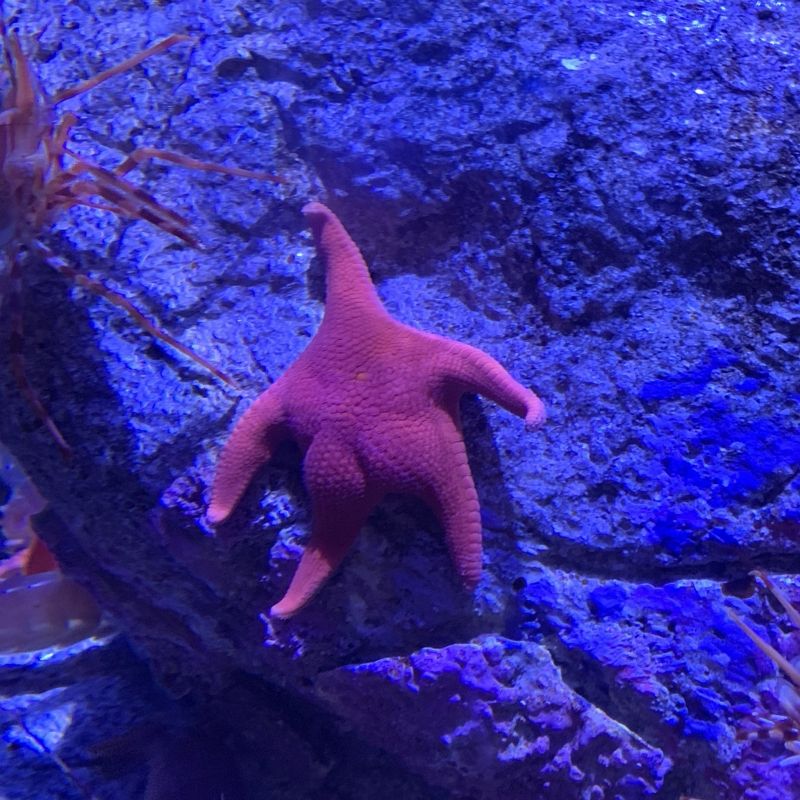 insolite aquarium etoile fesse mer patrick vrai