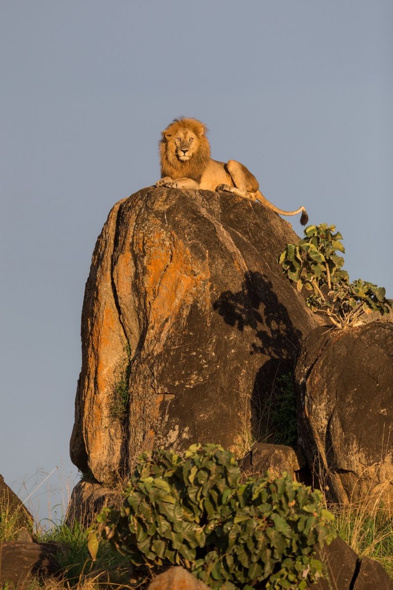 insolite lion ouganda rocher roi
