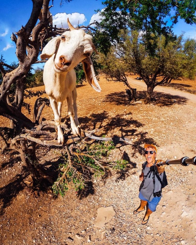 insolite arbre chevre maroc perche selfie