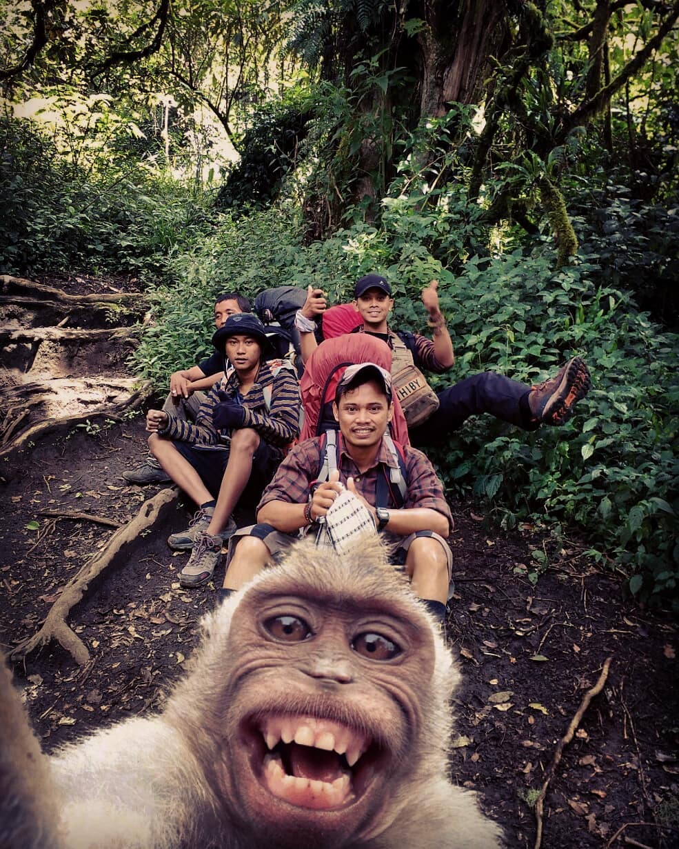 Un singe prend un selfie (Indonésie)
