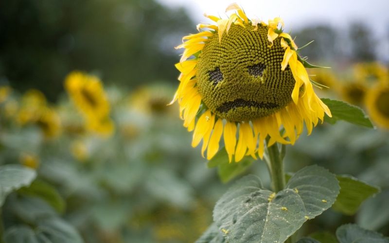 insolite fleur smiley tournesol triste