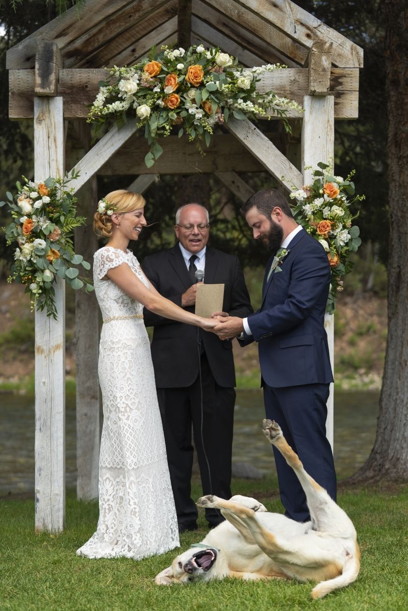 insolite chien drole mariage photobomb tete