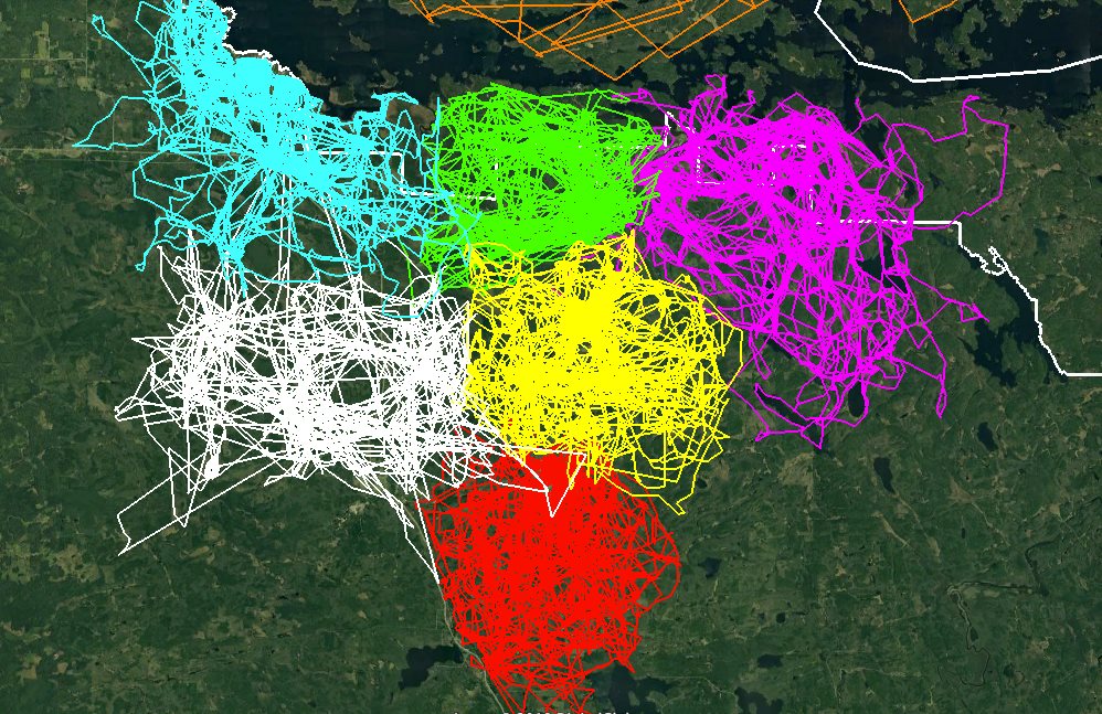 Des traceurs GPS sur des loups montrent à quel point ils sont territoriaux 