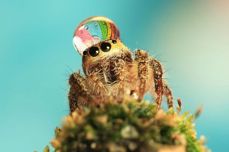 insolite araignee chapeau eau goutte tete