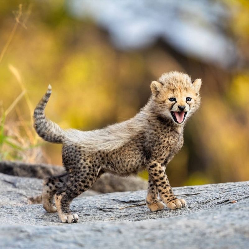 insolite bebe guepard