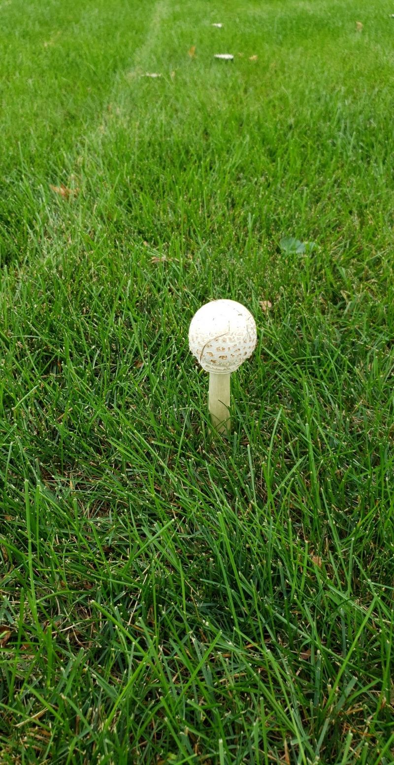 insolite balle champignon golf