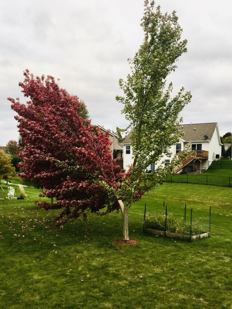 insolite arbre couleur feuille tronc