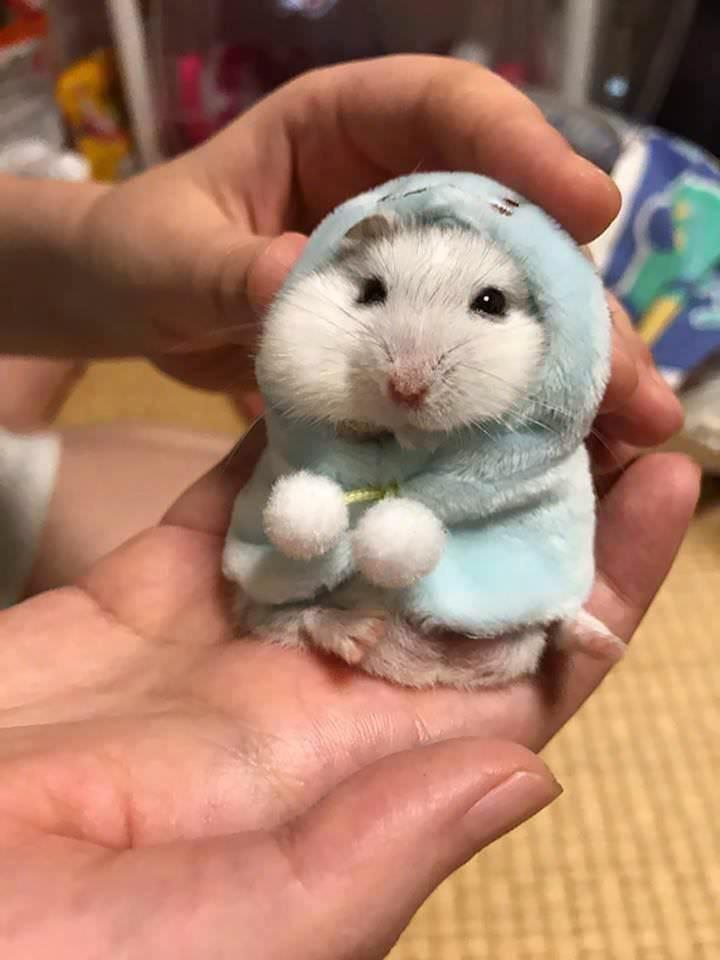 Un hamster porte un hoodie