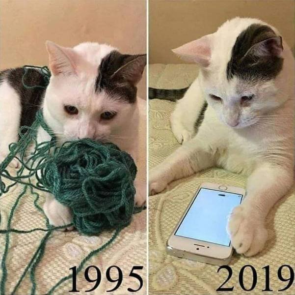 Le chat en 1995 et en 2019