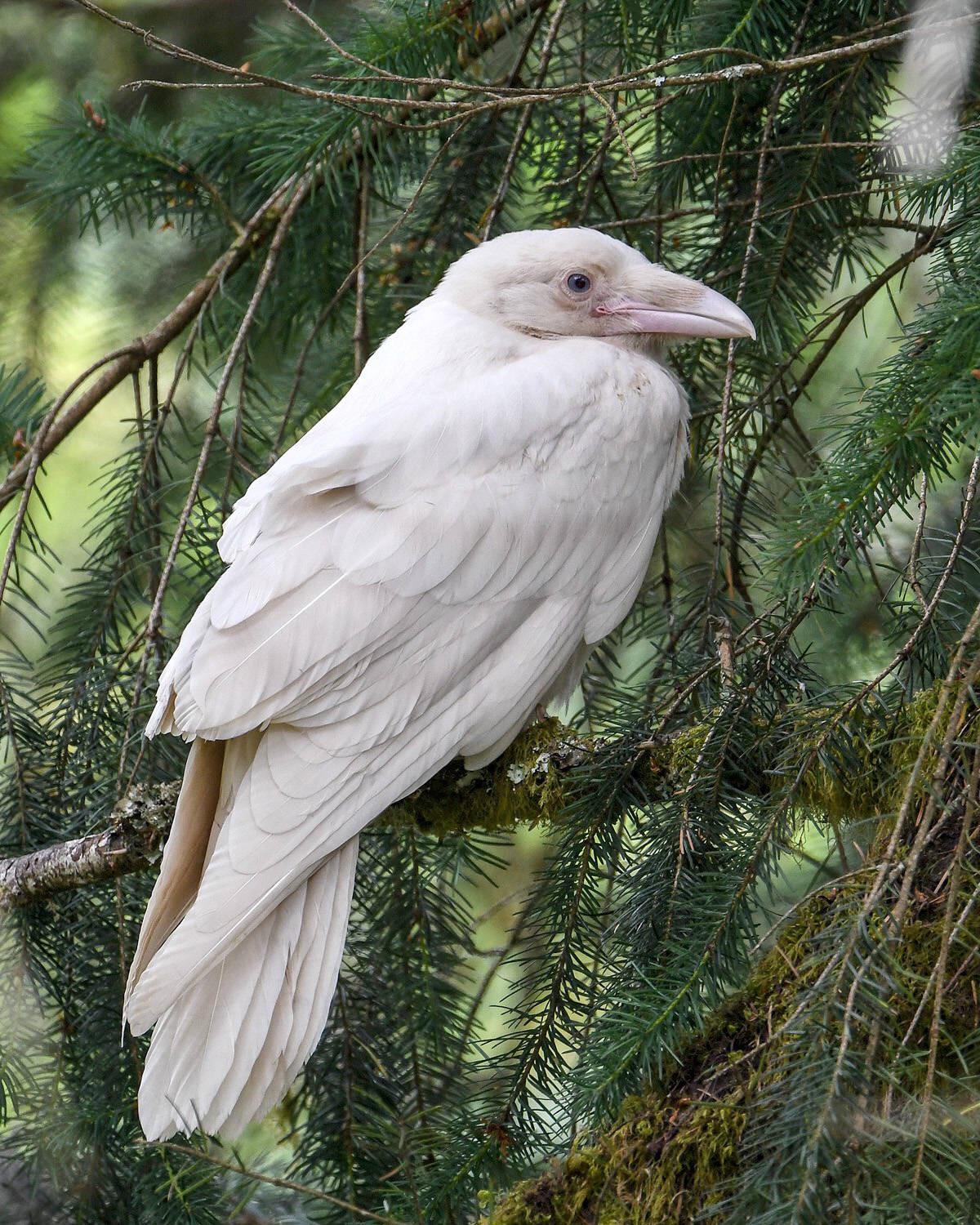 Corbeau blanc