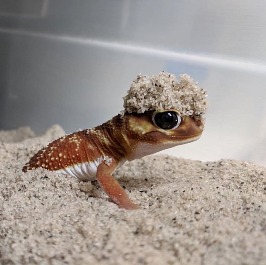 Gecko avec un chapeau de sable