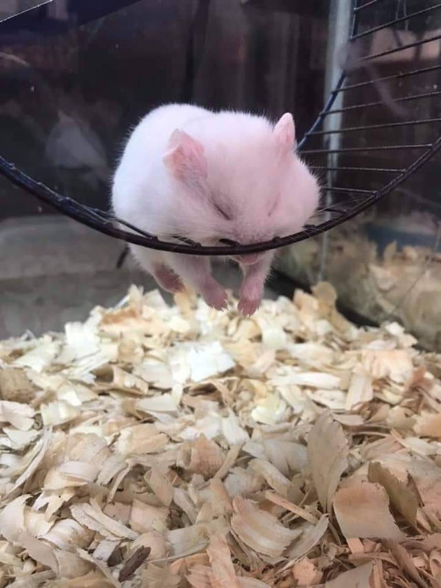 Un hamster endormi dans sa roue