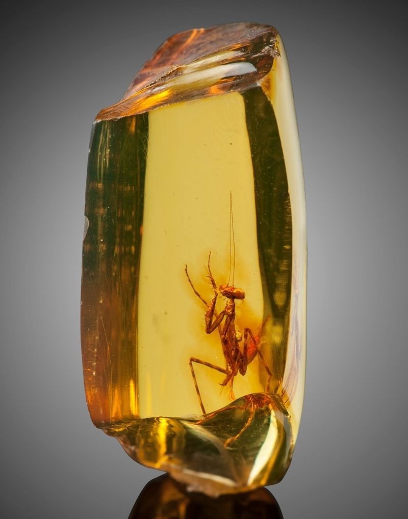 insolite ambre fossile insecte mante religieuse