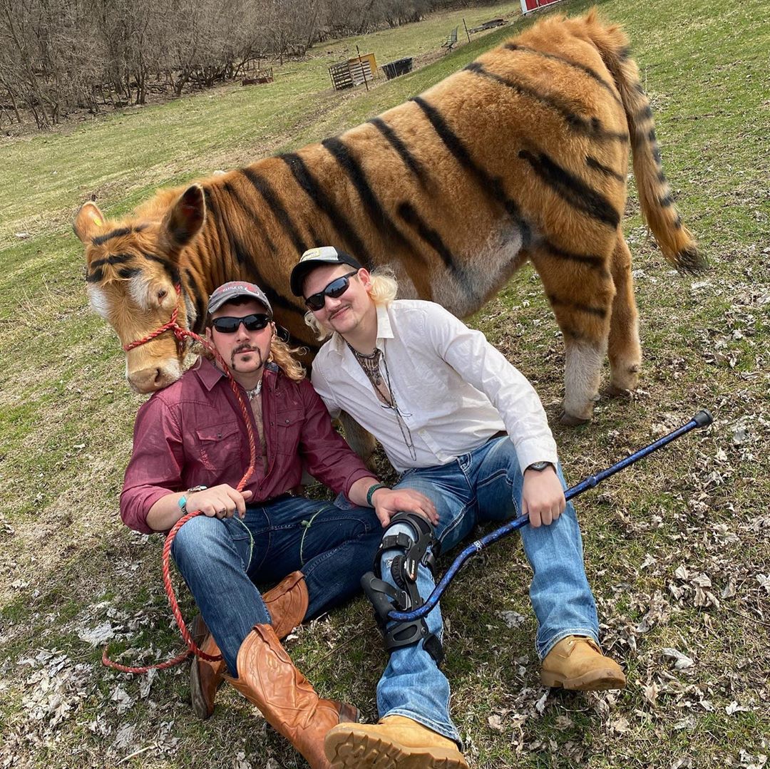 Tableau de chasse avec une vache tigre