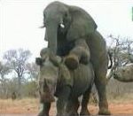 elephant Accouplement d'un rhinoceros et d'un éléphant