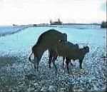 neige chute dos Accouplement d'un taureau