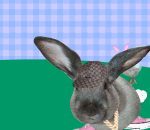 paques Rapeaster Bunny