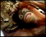 singe femme orang-outan Pub Visa (Jungle)