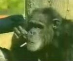 fume Un singe fumeur