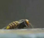 attaque essaim 30 frelons vs 30000 abeilles