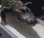 japonaise tele Qui a peur des crocodiles ?
