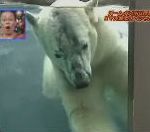 vitre Un ours polaire attaque un phoque