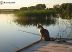 pecheur canne Chat pêcheur