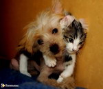 animal chien chat Chat et chien