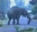 homme Un éléphant attaque son maître