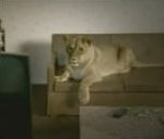 safari Pub Sky TV (Lion et Lionne)