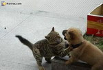 chaton animal Chat vs Chien