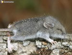 animal bebe La souris
