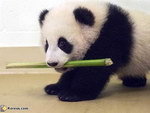 animal bebe Le panda