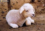 bebe animal Le mouton