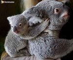 animal bebe Le koala