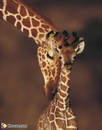 animal bebe La girafe