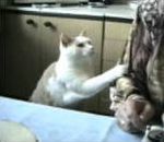 chat drole Funny Cats 4