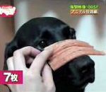 bave viande Un chien patient (Bakuten)