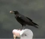 noix Un corbeau intelligent