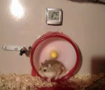 perte roue hamster Un hamster super rapide