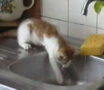 eau chute Le chat de Régis