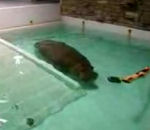 bassin Un hippopotame fait un pet foireux