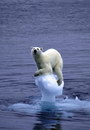 ours polaire Réchauffement climatique