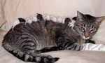 chatte Maman chat et ses petits