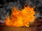 feu chat Chatte en feu
